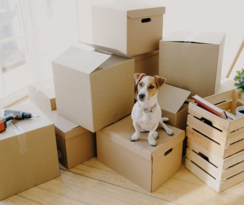 9 Tips for Moving and Selling Your Home with Pets - Global Property Systems